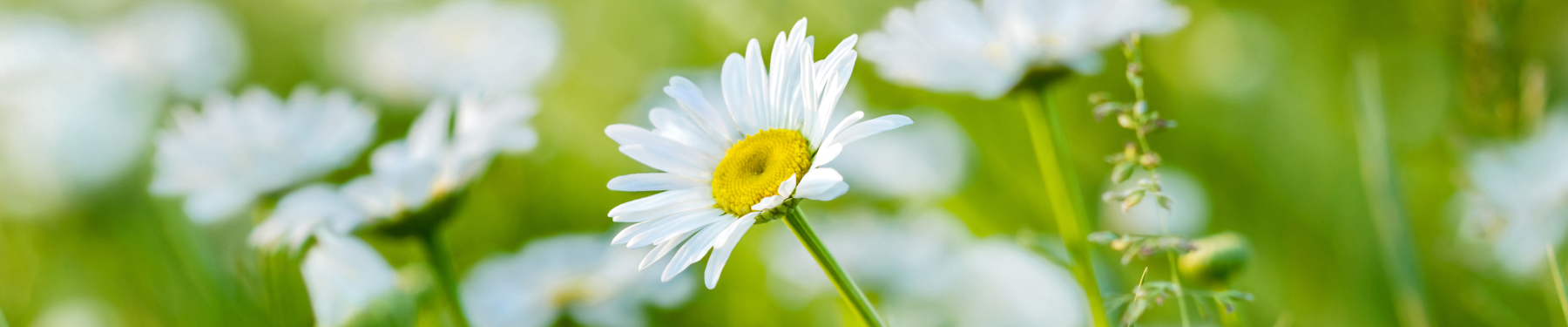 Het gevoel dat bij de lente hoort